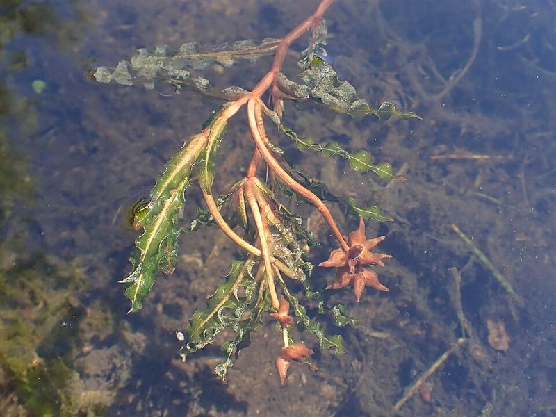 Curly Leaf Pondweed Appears Early In Spring Water