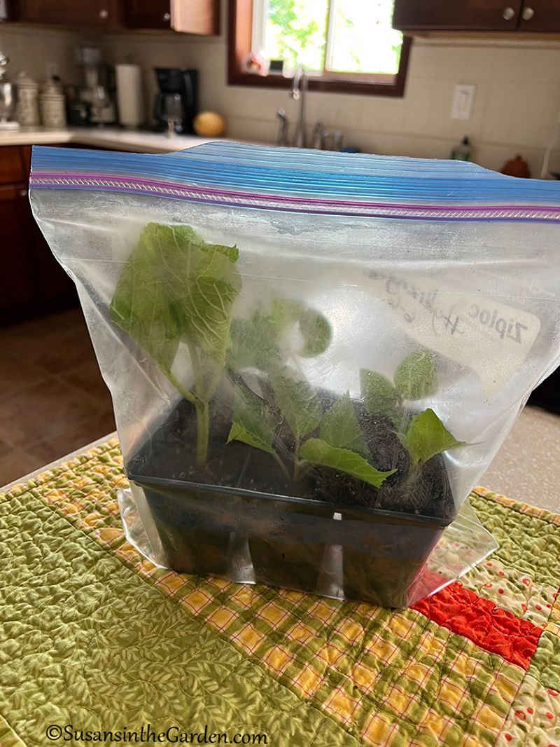 Keep The Cutting Moist