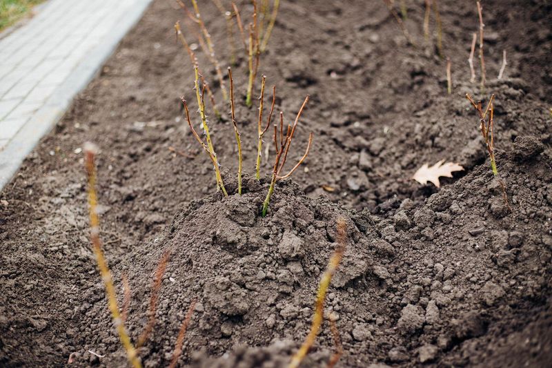 Improve Soil Before Planting
