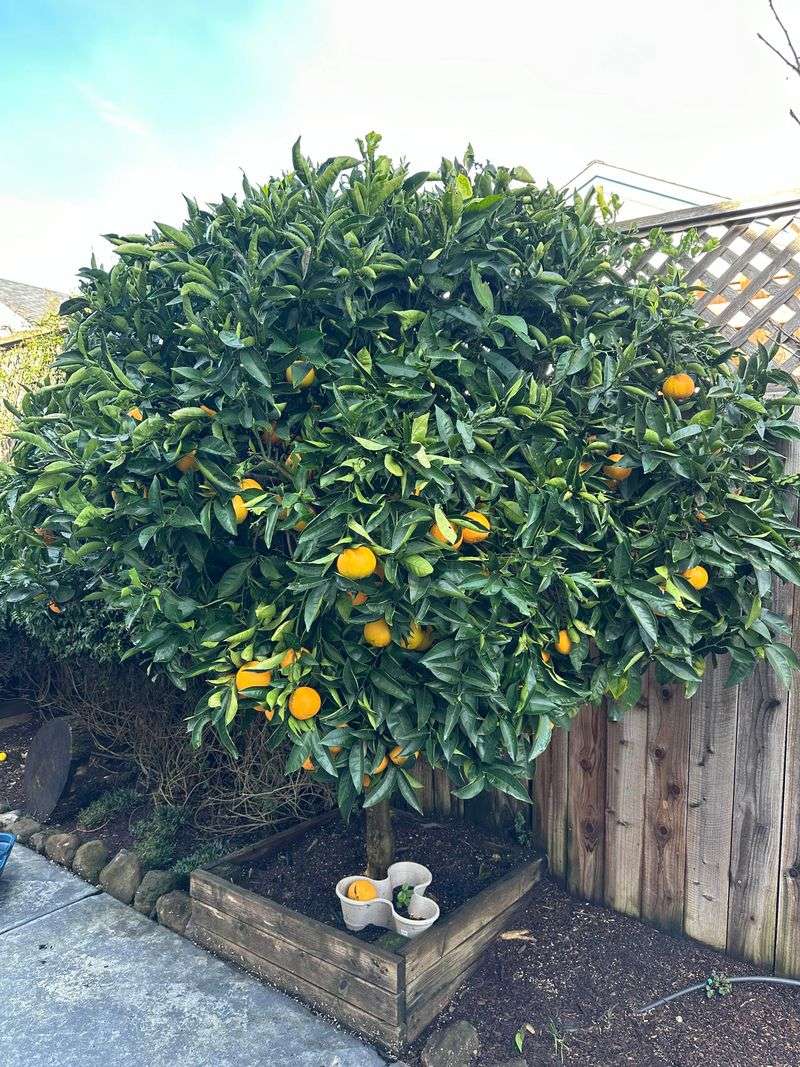 Plant In Fast-Draining Mix