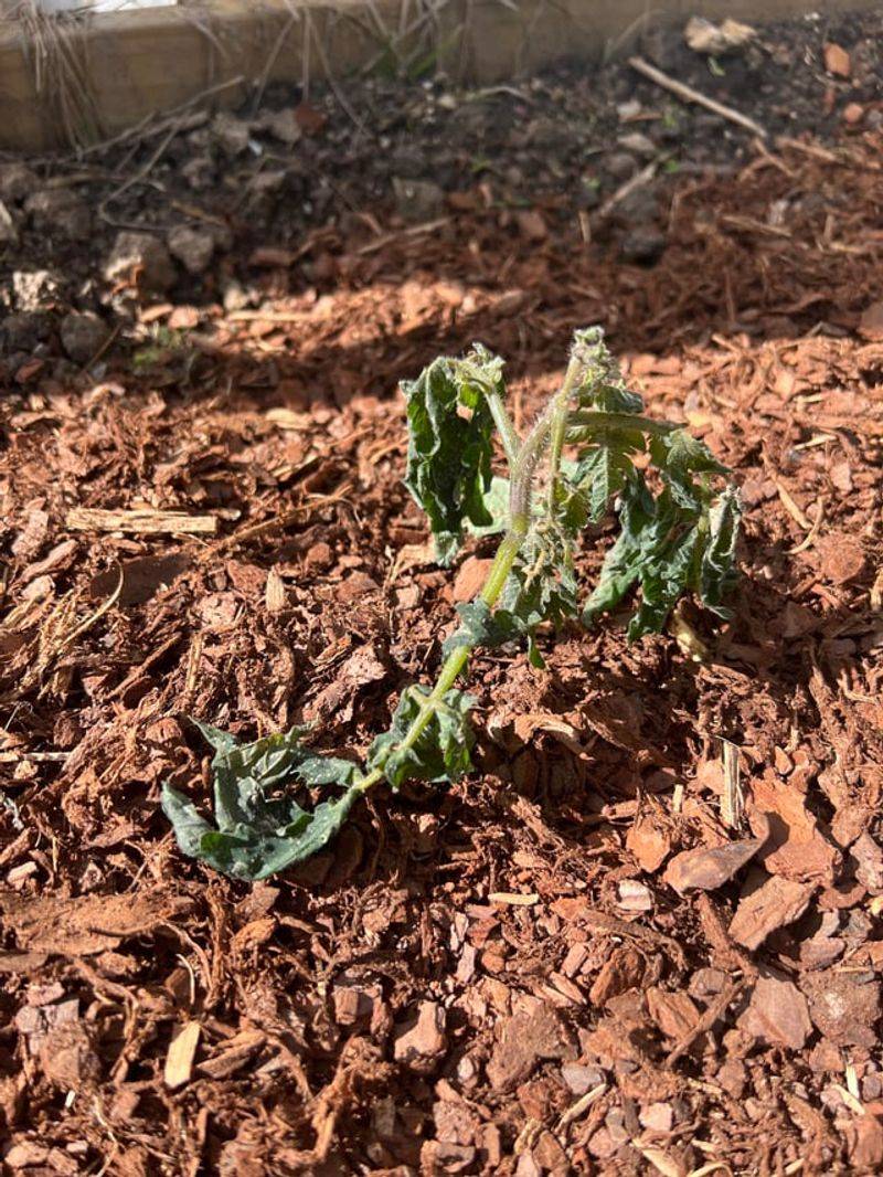 Wait Until Frost Danger Has Passed