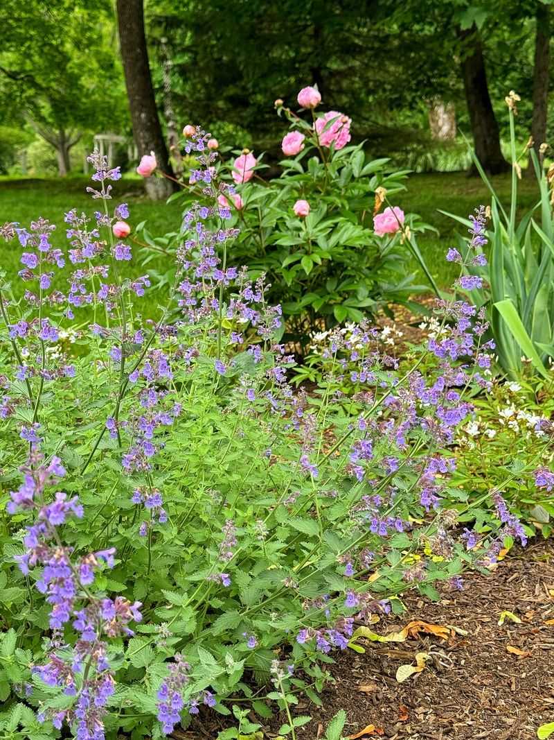 Add Sterile Catmint For The Classic Lavender Look With Less Drama