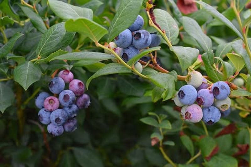 Place Plants In Full Sun For Best Growth