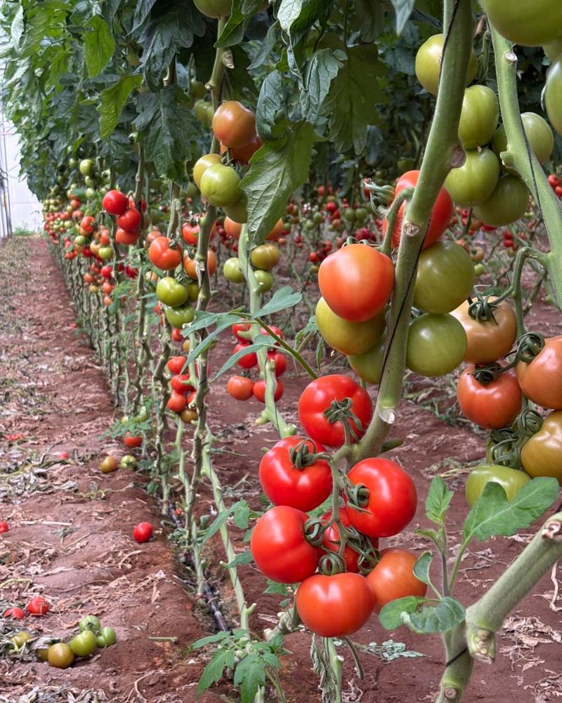 Give Plants Full Sun But Protect Fruit From Too Much Heat