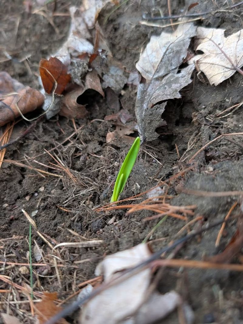 Plant Garlic In Fall Instead Of Spring