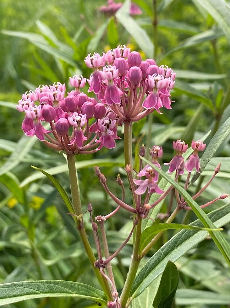 Add Swamp Milkweed Where Clay Stays Moist After Rain