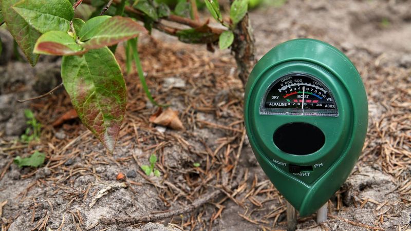 Start With Acidic Soil Or Use A Container