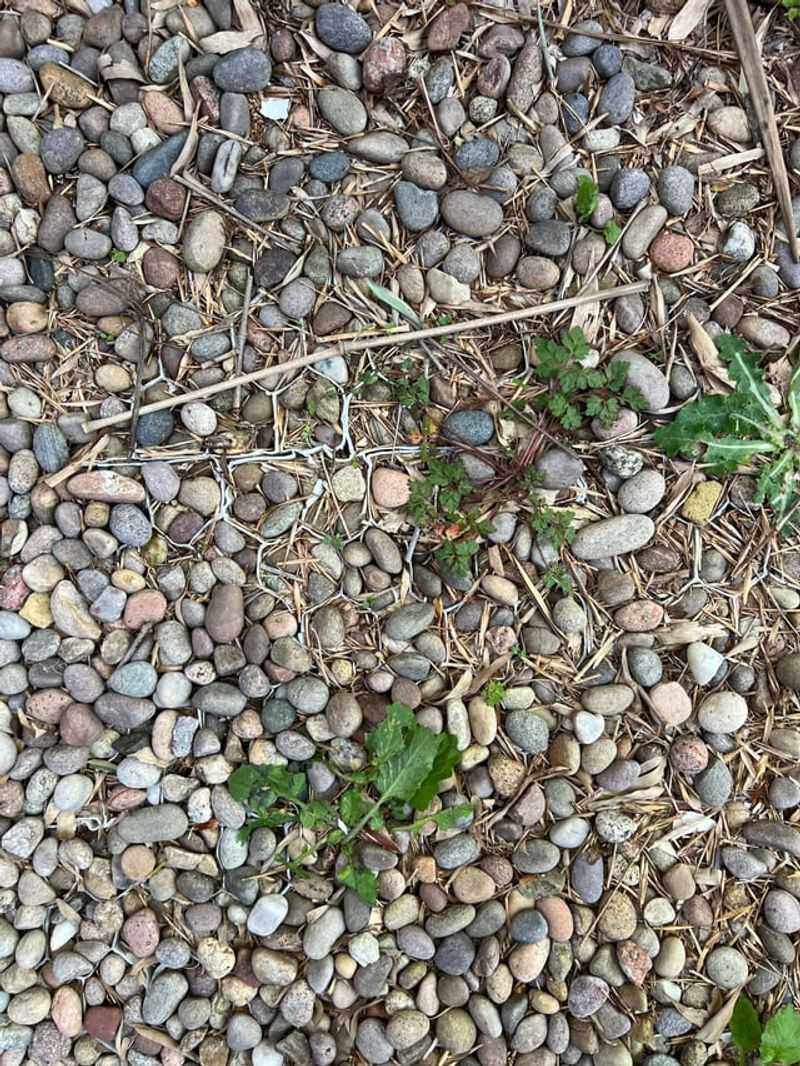 Stop Windblown Debris From Turning Gravel Into Weed Soil