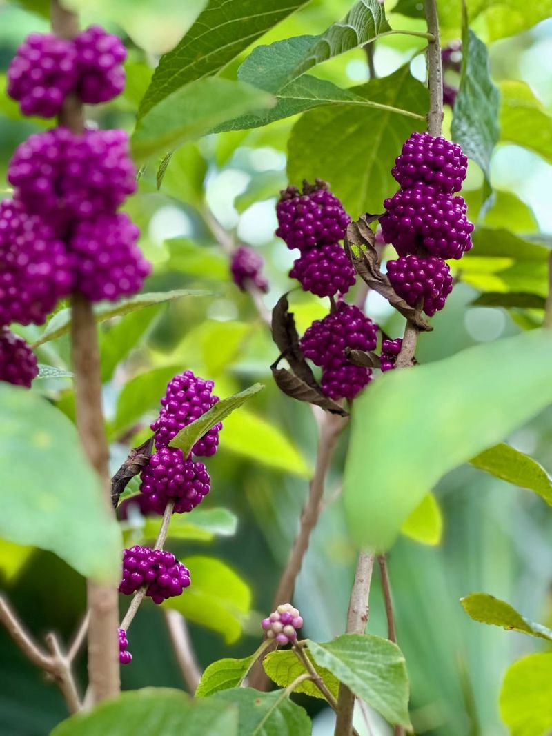 Beautyberry With Its Eye-Catching Purple Berries