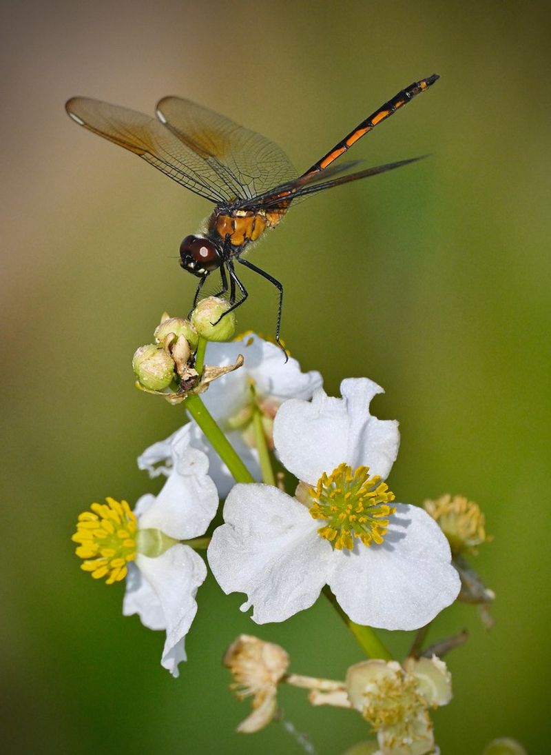 Duck Potato Helps A Water Edge Feel Alive