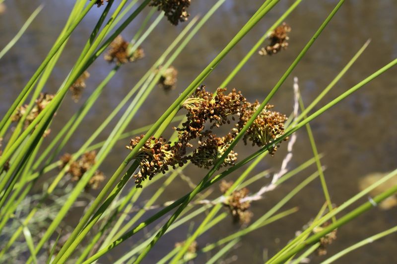 Soft Rush Gives Resting And Hunting Spots Near Moist Areas