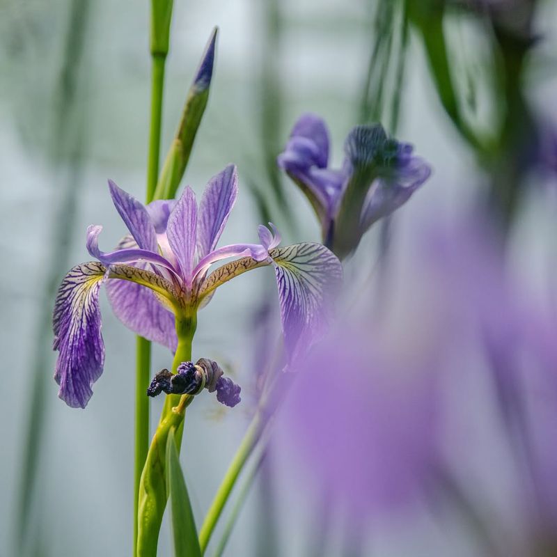 Blue Flag Iris (Iris Versicolor)