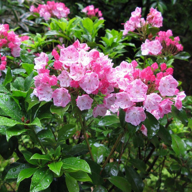 Mountain Laurel (Kalmia Latifolia)