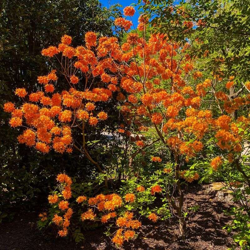 Flame Azalea (Rhododendron calendulaceum)