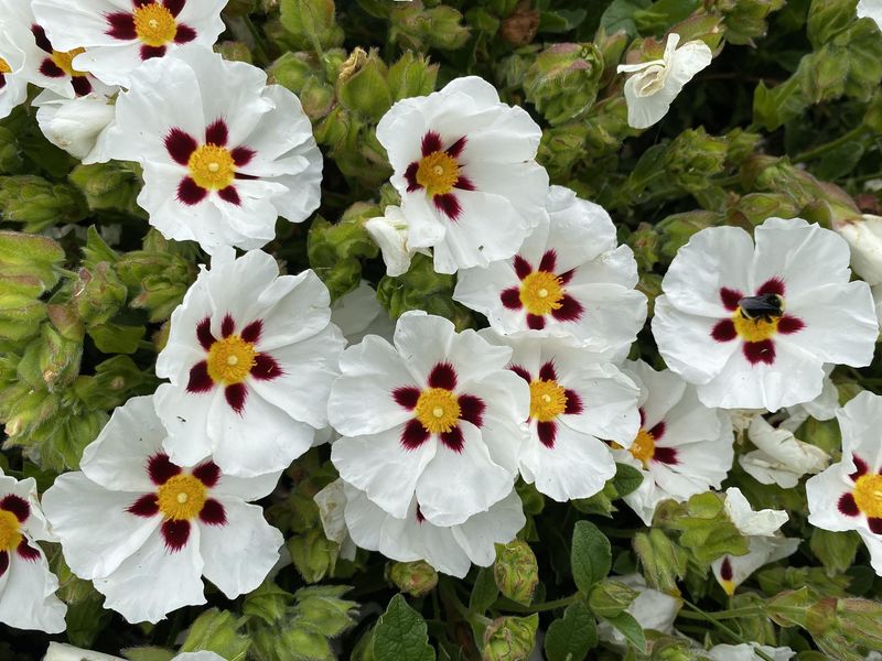 Cistus Thrives In Sunny Western Oregon Gardens
