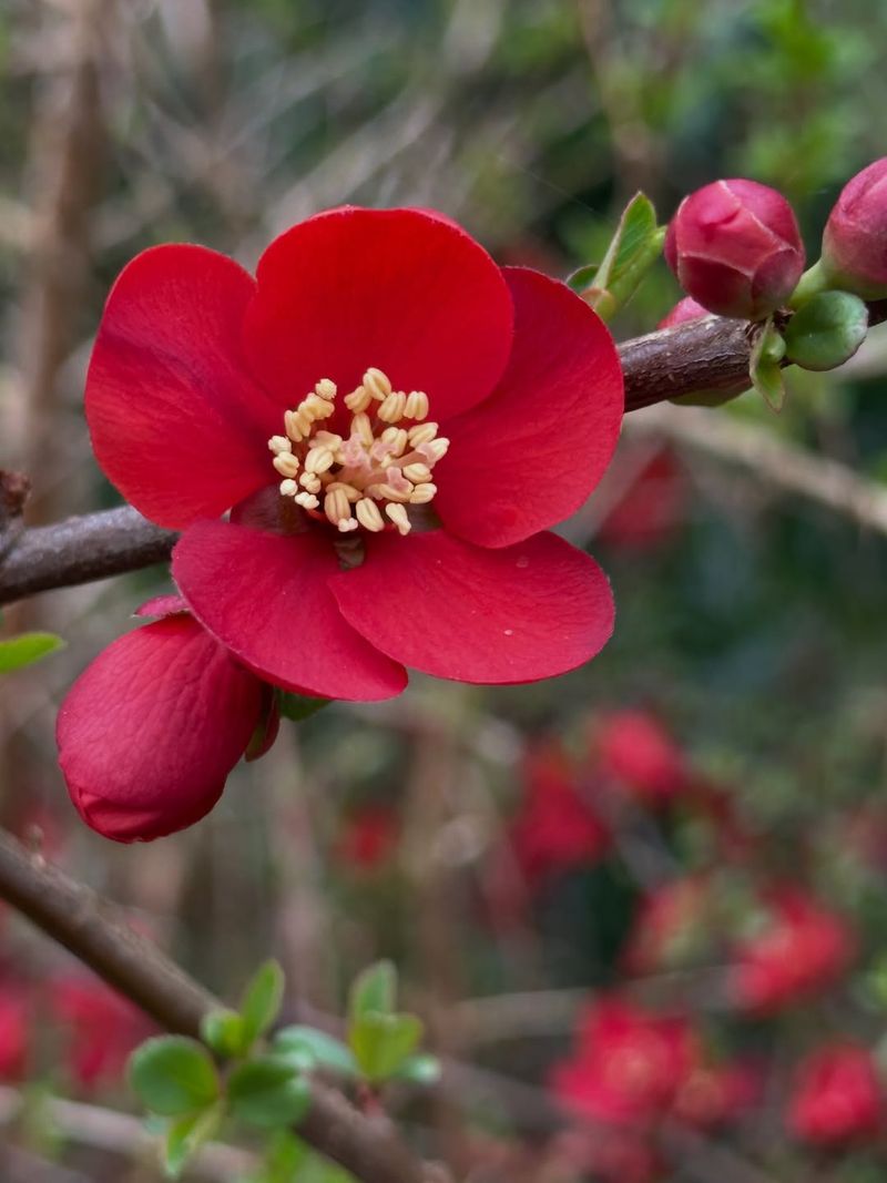 Flowering Quince