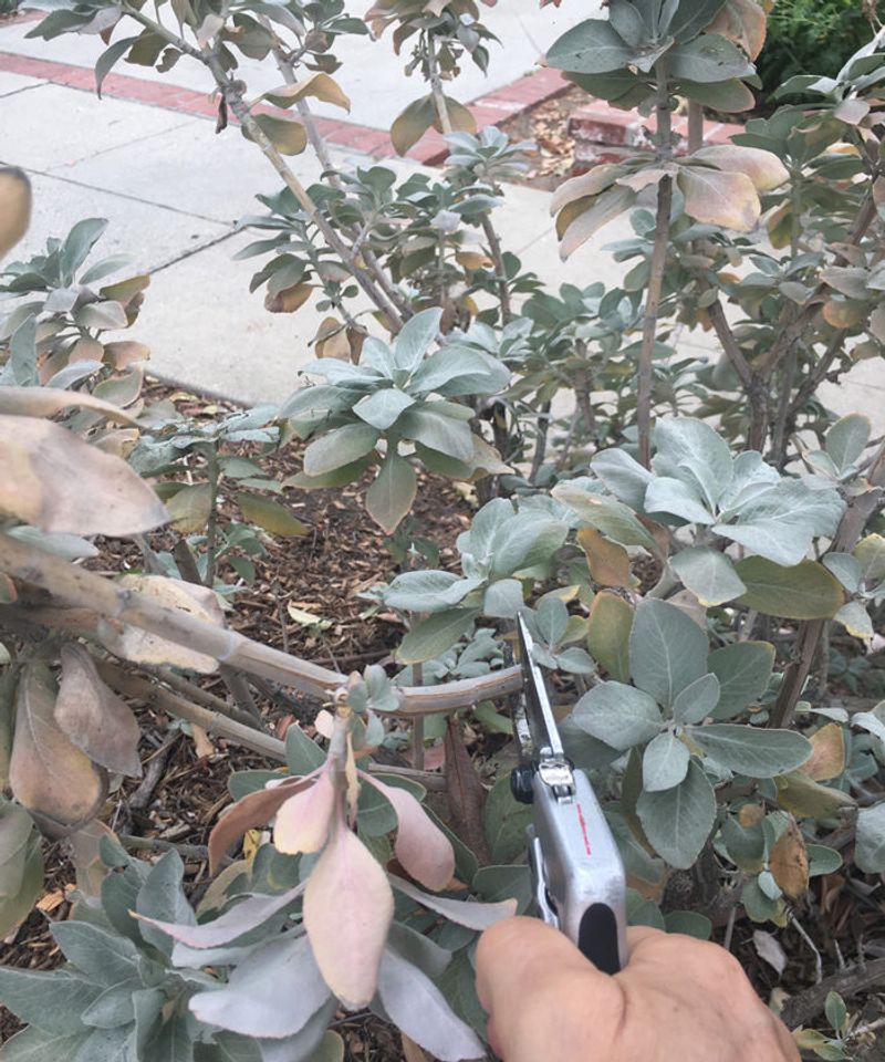 Prune Salvia Lightly To Keep Blooms Coming
