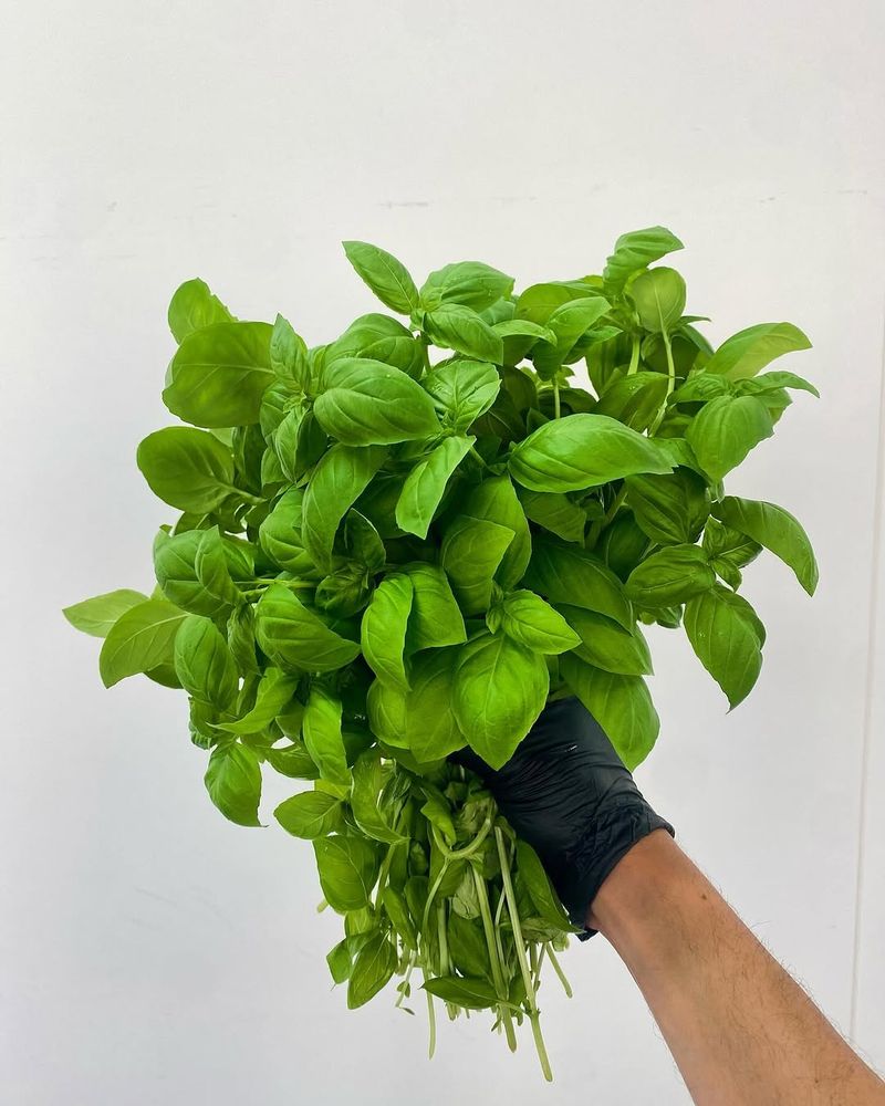 Harvest Frequently To Extend The Growing Season