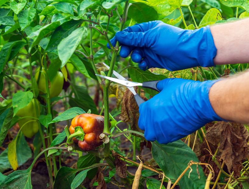 Clear Out Weak And Crowded Stems