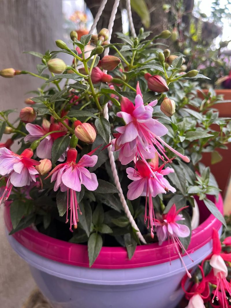 Feed Lightly But Regularly For Best Results