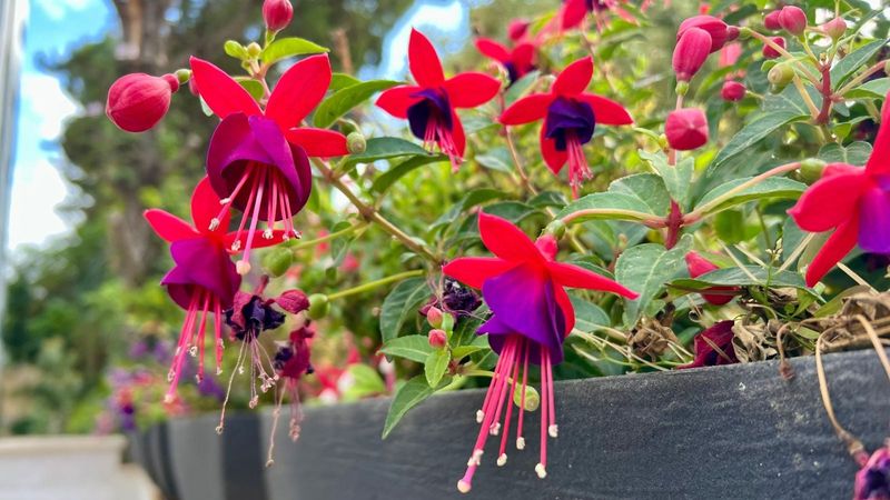 Keep Soil Consistently Moist, Not Dry