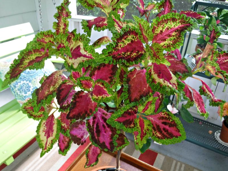 Feed Lightly During Active Growth To Support Color