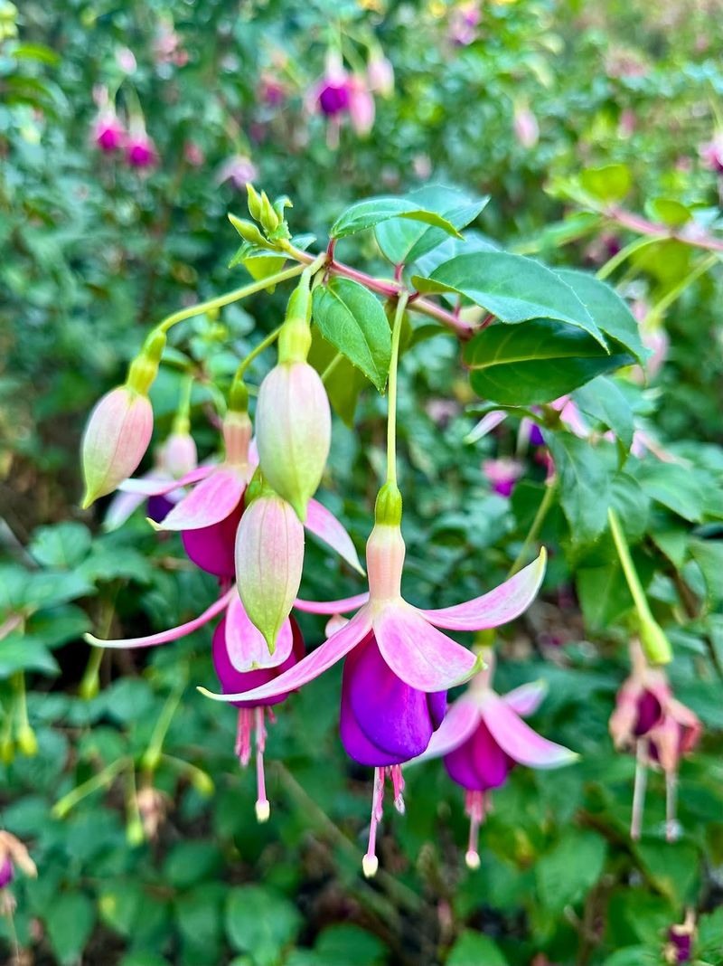 Protect From Heat And Dry Wind