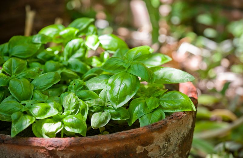 Use Containers For Bigger Patio Harvests