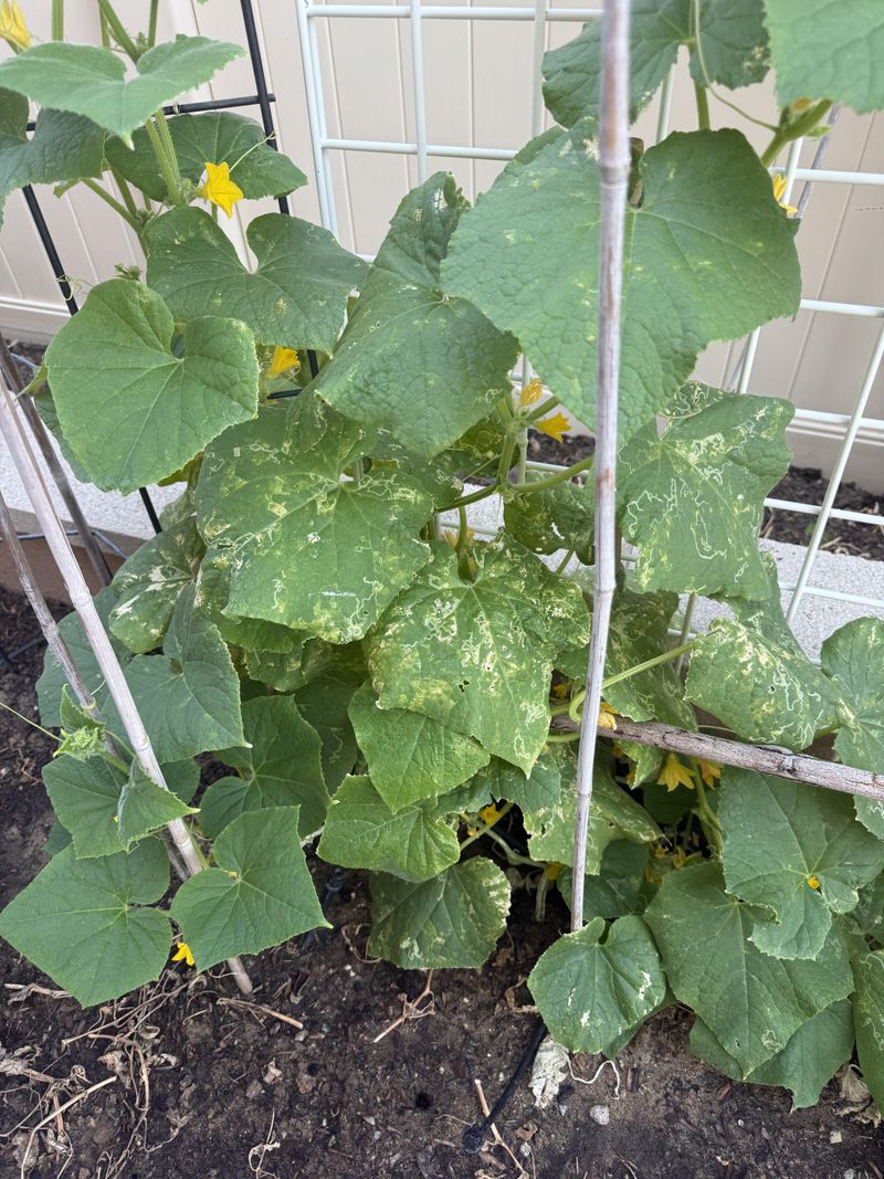 Focus On Lower Leaves That Trap Moisture