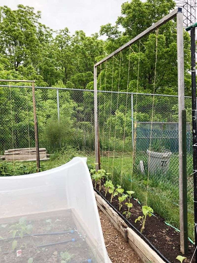 Train Main Vines Early For Better Structure