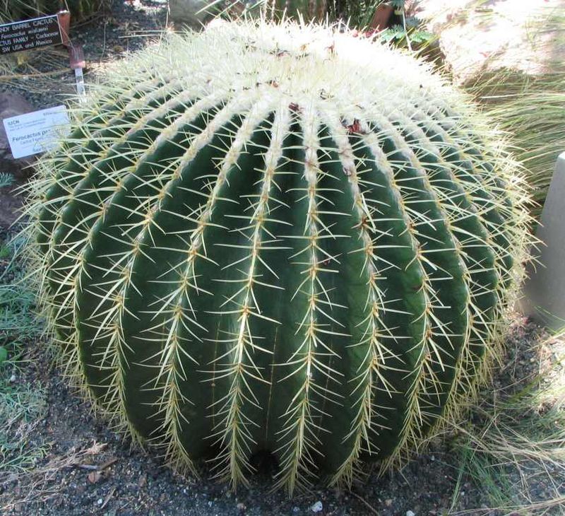 Barrel Cactus Adds Bold Desert Style
