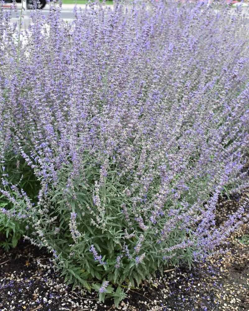 Russian Sage