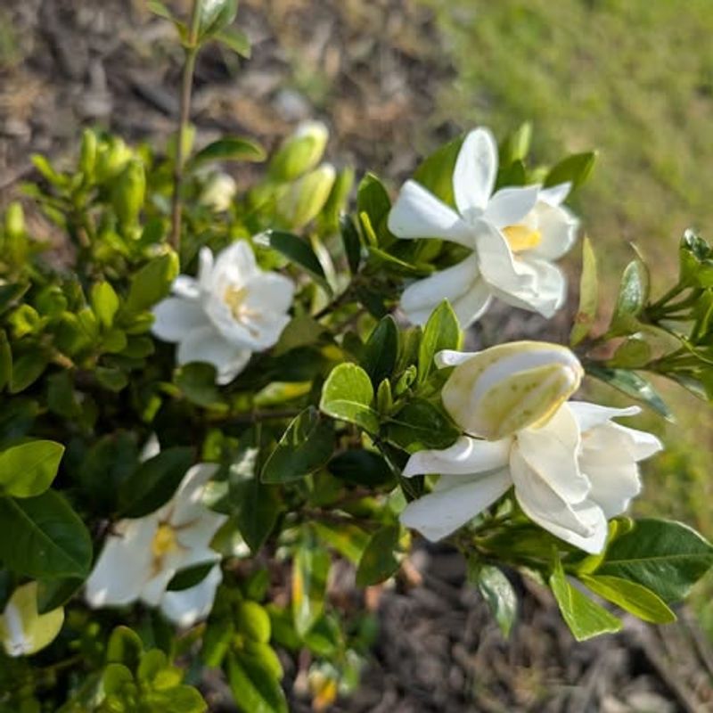 Put The Pruning Shears Down In May