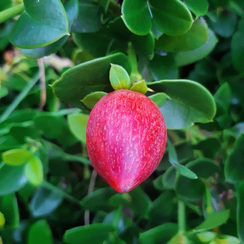 Natal Plum Grows Easily In Pots And Tolerates Heat