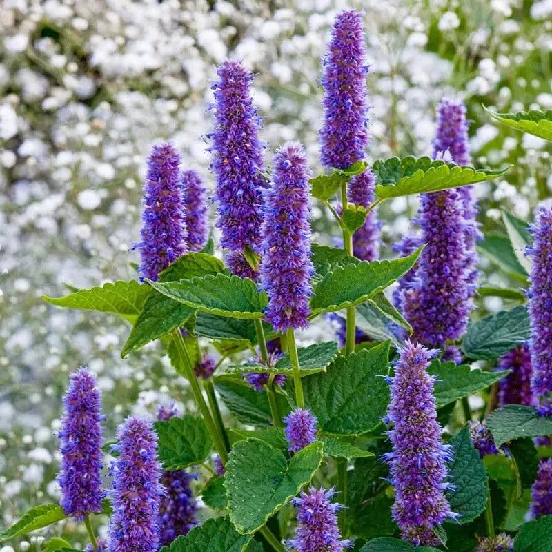Anise Hyssop