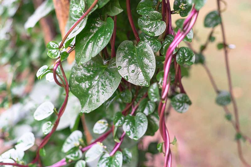 Malabar Spinach Thrives In Extreme Heat And Trails Well