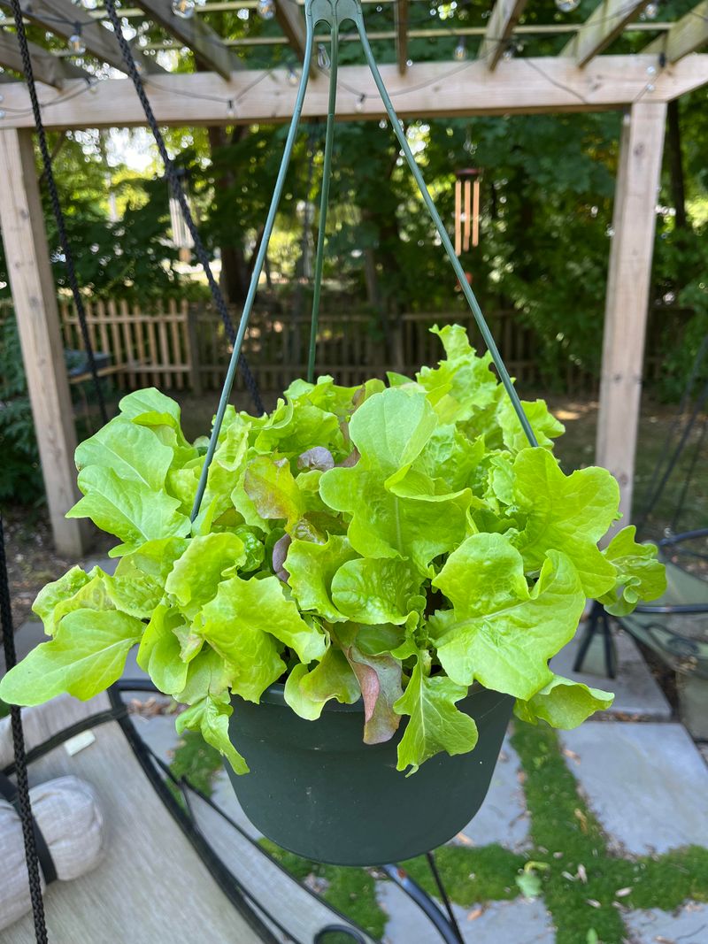 Lettuce Grows Quickly In Hanging Baskets Before Heat