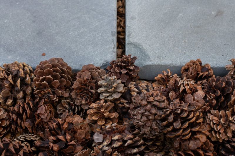 Pinecones Create Natural Borders Along Garden Paths
