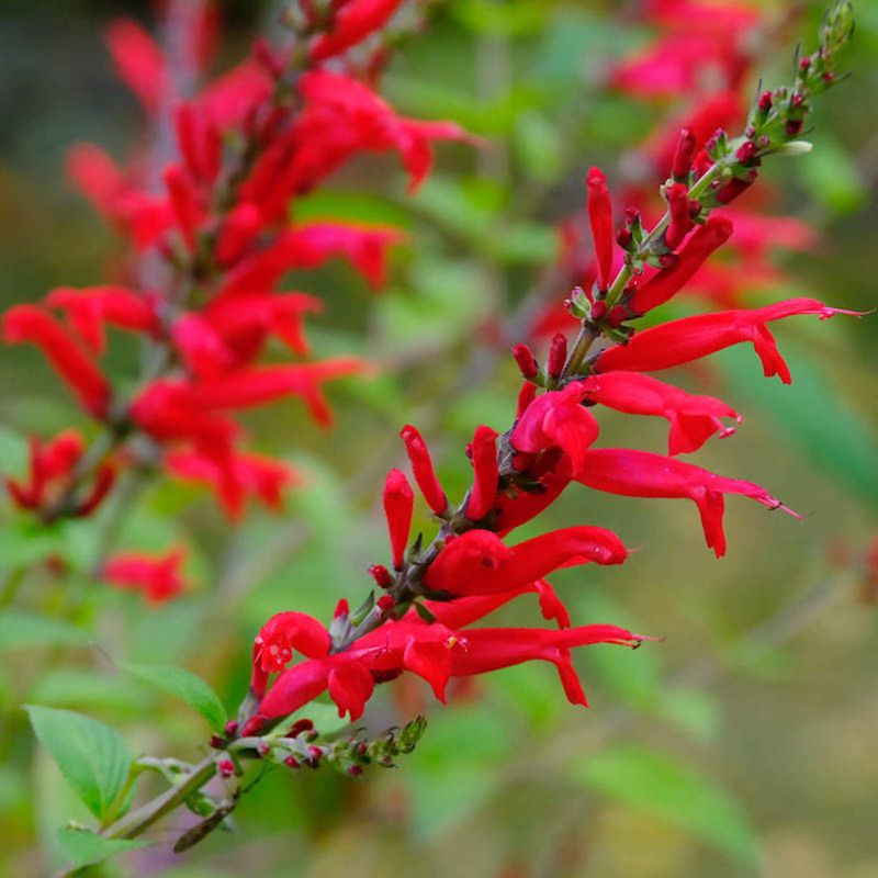 Tropical Sage Keeps Blooming Through Florida Summer