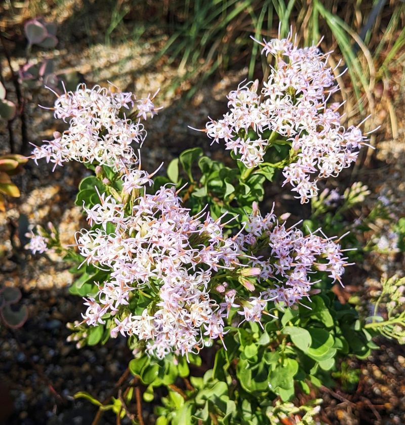 Garberia Brings Wild Scrub Beauty To The Garden