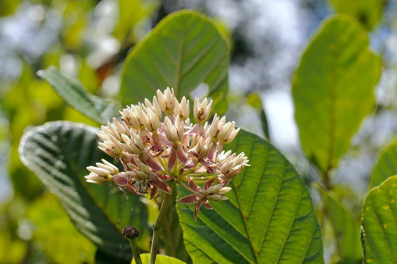 Red Milkweed Adds Soft Color To Wet Areas