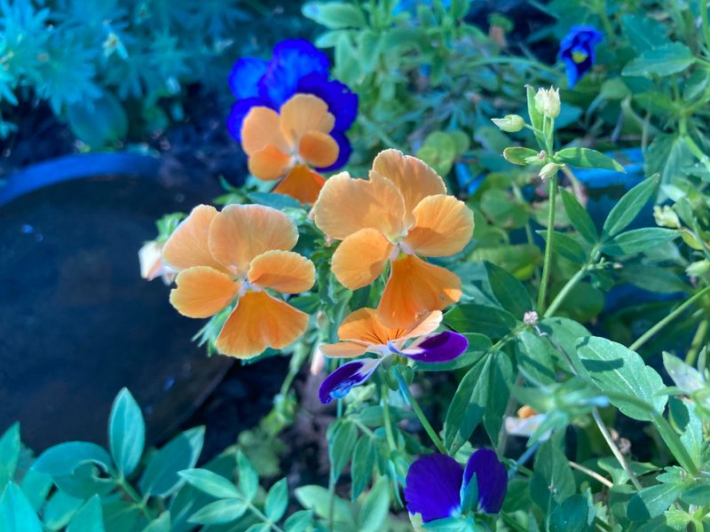 Blue And Orange