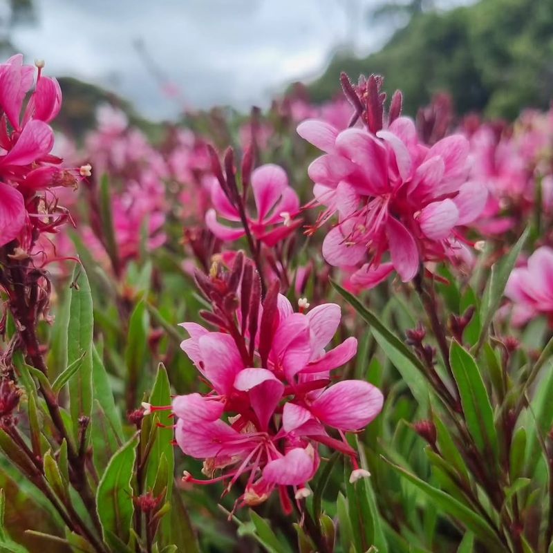 Pink Gaura