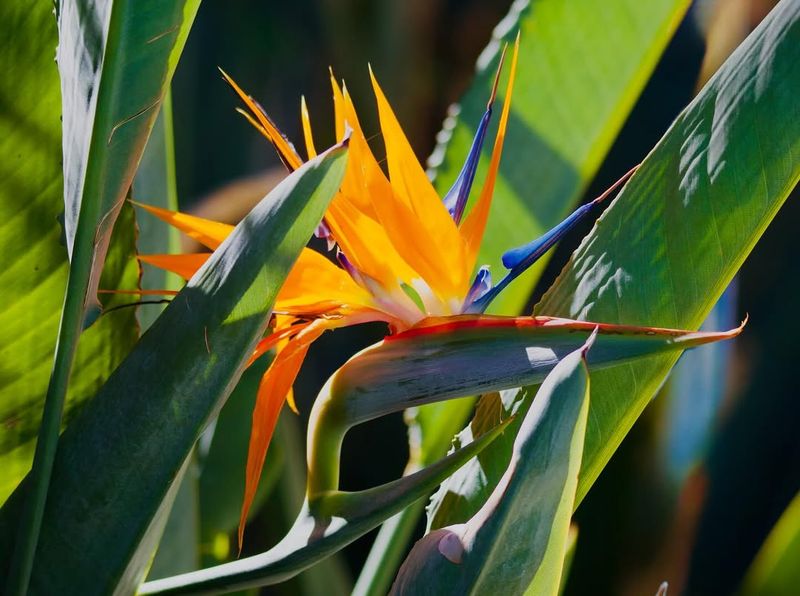 Mexican Bird Of Paradise Brings Heat And Drama