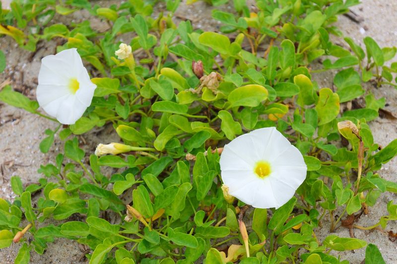 Island Morning Glory