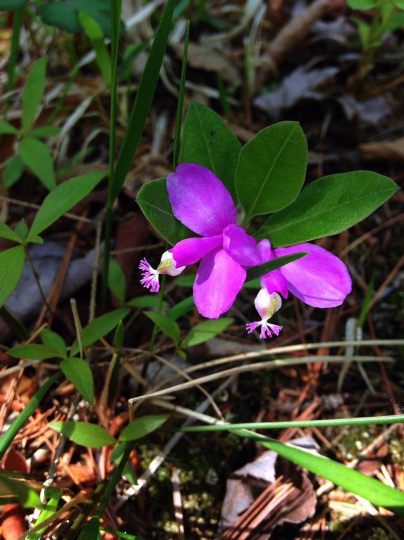 Fringed Polygala Blooms Bright In Michigan's Acidic Pine Understory