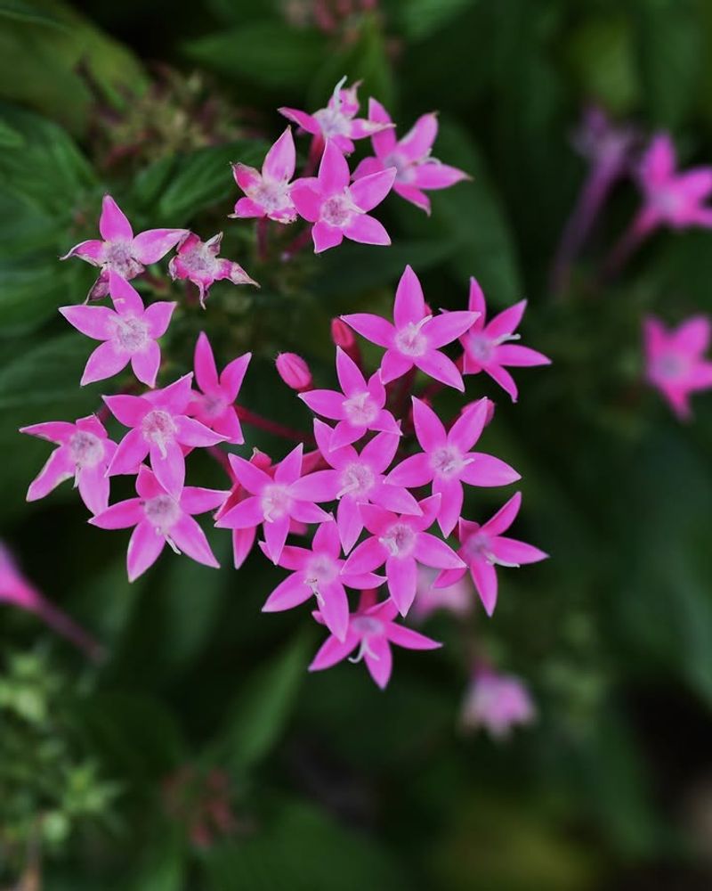 Pink Pentas