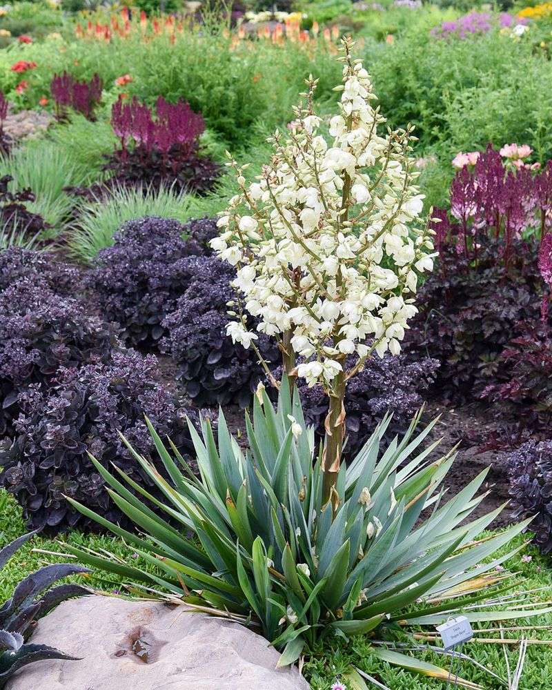 Adam's Needle Yucca Adds Structure In Heat