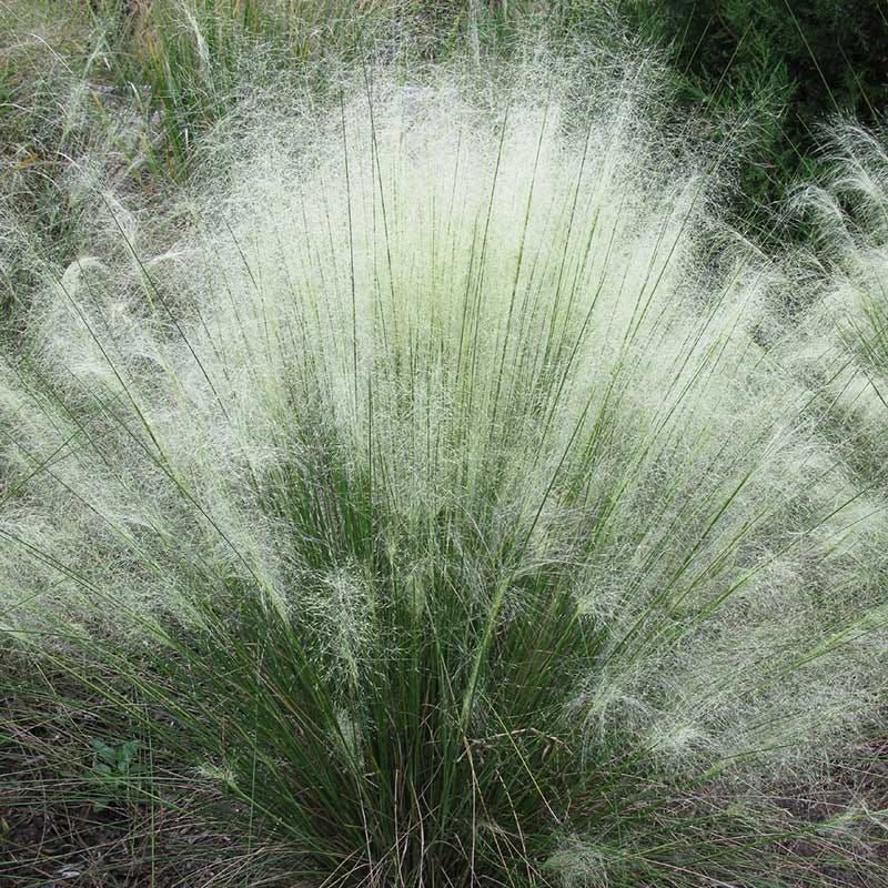 White Muhly Grass (Muhlenbergia capillaris White Cultivars)