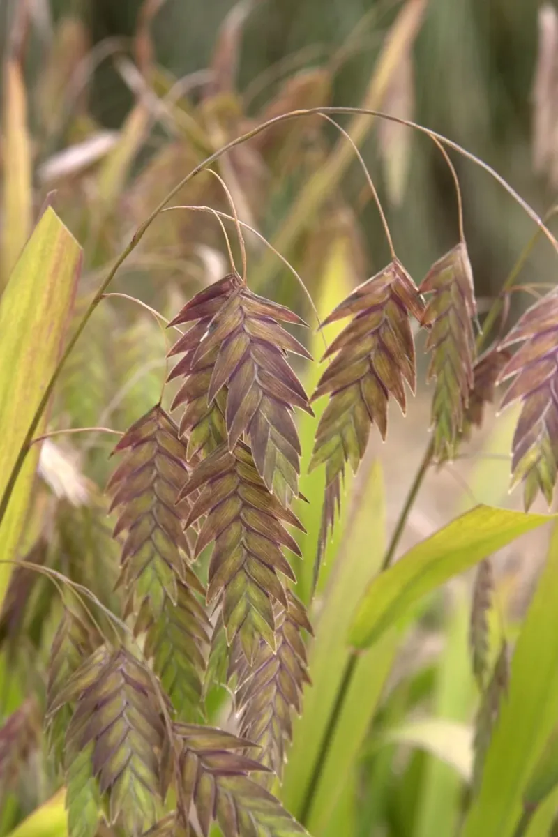 Northern Sea Oats Grow Well In Containers With Light Shade